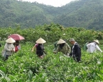 Ông Đặng Tiến Liều (áo khoác màu đen)– Người có uy tín thôn Phiêng An II cùng bà con trong thôn lao động sản xuất