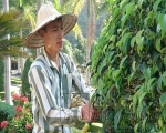 Khi cánh chim lạc lối về đàn