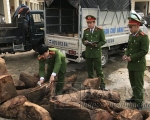 Lực lượng chức năng tiến hành thống kê số gỗ vận chuyển trái phép