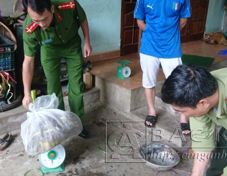 Lực lượng chức năng tiến hành cân số động vật hang dã thu giữ được