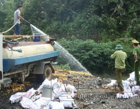 Tiêu hủy số xoài mít không rõ nguồn gốc