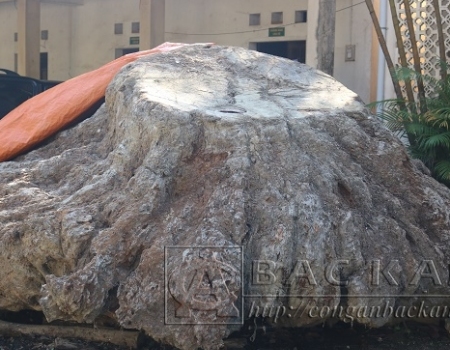 Chỉ vì để vận chuyển gốc Gù Hương này 4 đối tượng bị truy tố về tội "Hủy hoại rừng"