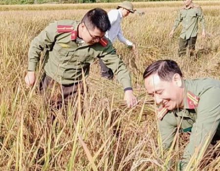 Công an huyện Chợ Mới giúp nhân dân thu hoạch lúa mùa