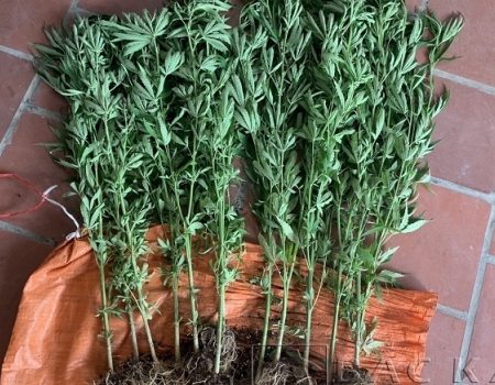 13 cây cần sa có chiều cao từ 80 đến 120cm
