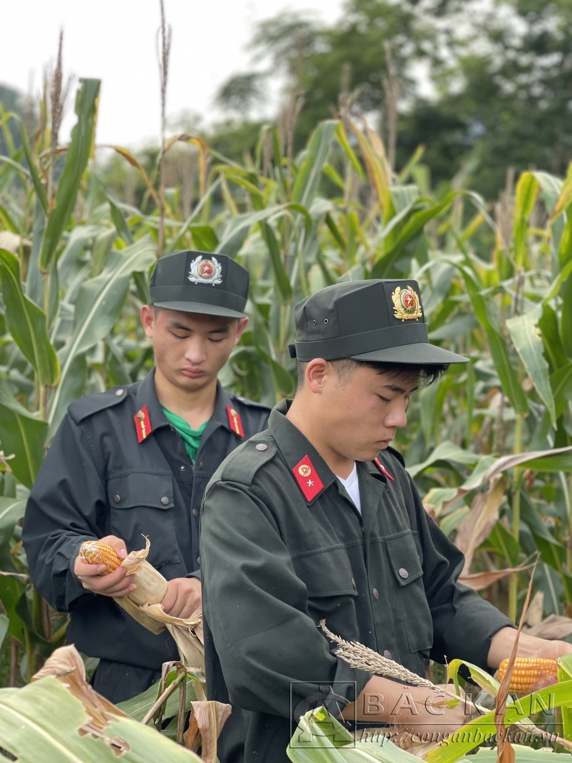bẻ ngô