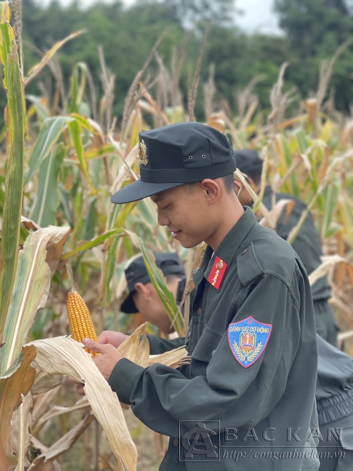 niềm vui được mùa